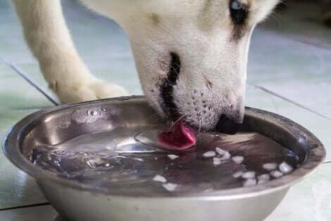 Därför får hundar torr nos: En hund som dricker ur en vattenskål.