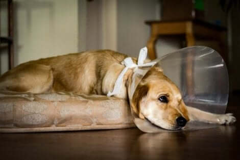 Hundar efter kastrering: En ledsen hund med tratt. 