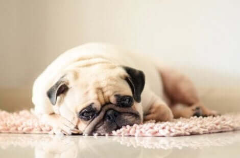 Kroniskt trötthetssyndrom: En trött hund ligger på en matta.