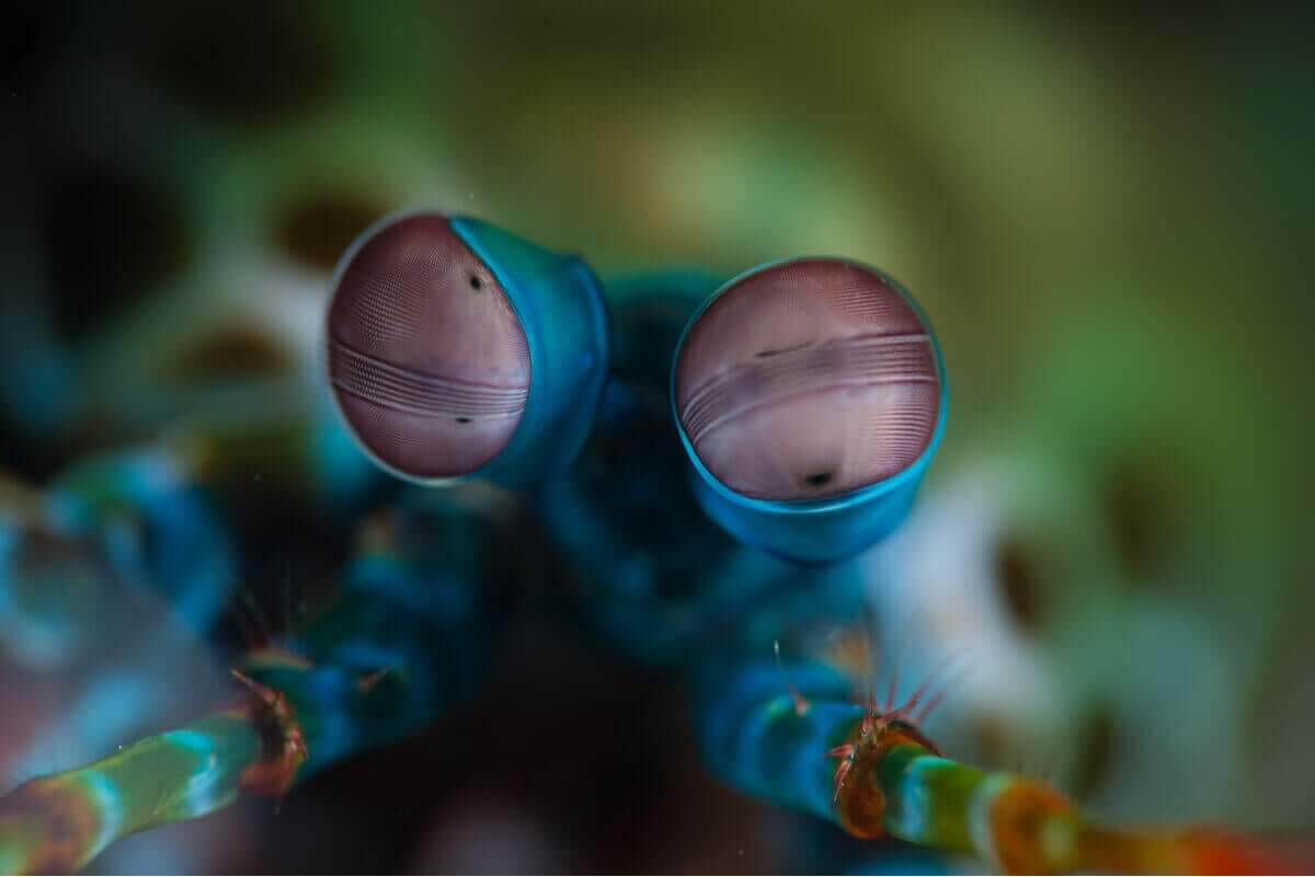 Ögon på mantisräka