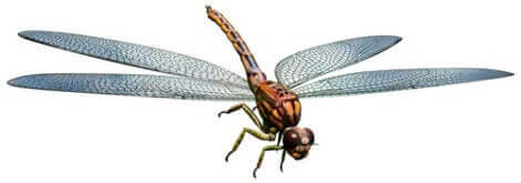 En av de gigantiska insekter som bebodde jorden.