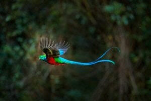 quetzal som flyger