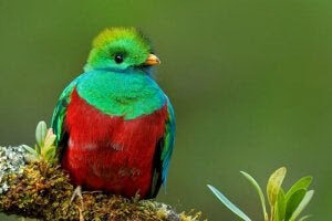 quetzalen en ikonisk fågel