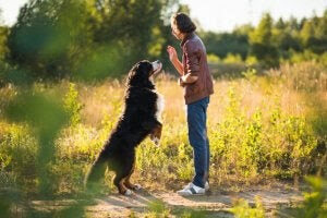 Människan och hunden: kvinna tränar hund