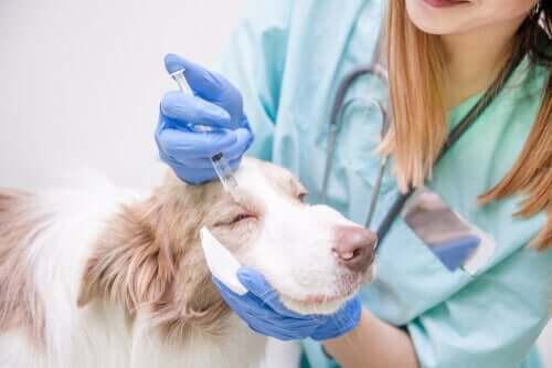 Veterinär ger en hund ögondroppar.