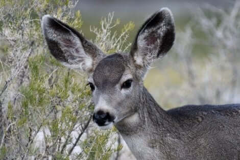 Okända hjortdjur: Åsnehjort med långa öron.