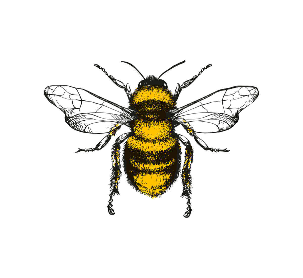 En illustration av ett bi.