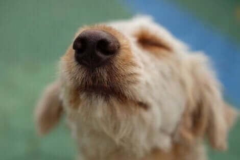 Acne hos hundar: En hund sniffar i luften.