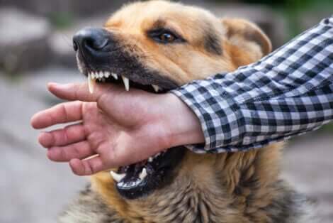 Juridiska följder av en livshotande hundattack: En hund biter en person i armen.