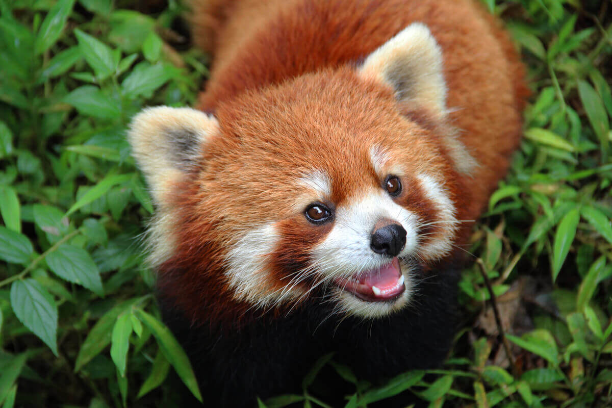 En röd panda som ler