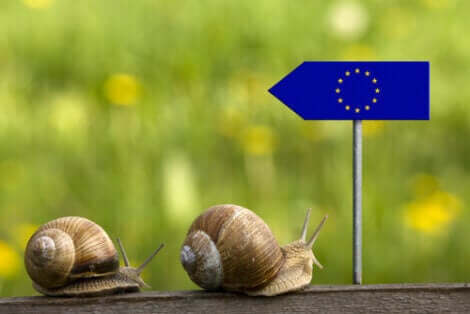 Vad är en djurrättsadvokat: två sniglar på väg mot en EU-flagga.