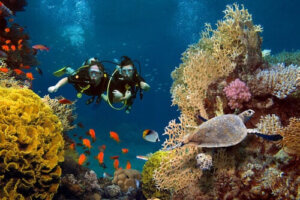 korallrev och mikroskopiska alger: dykare och havssköldpadda