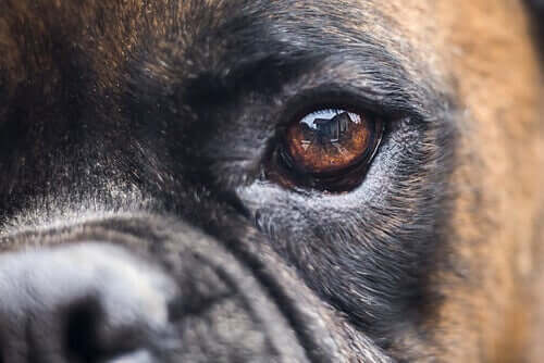 Behandling vid blindhet hos hundar: vilka alternativ finns?