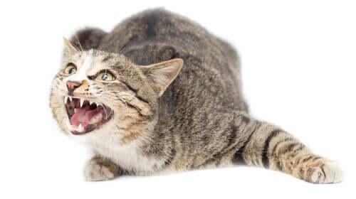 Är det sant att katter kan lida av ångest?