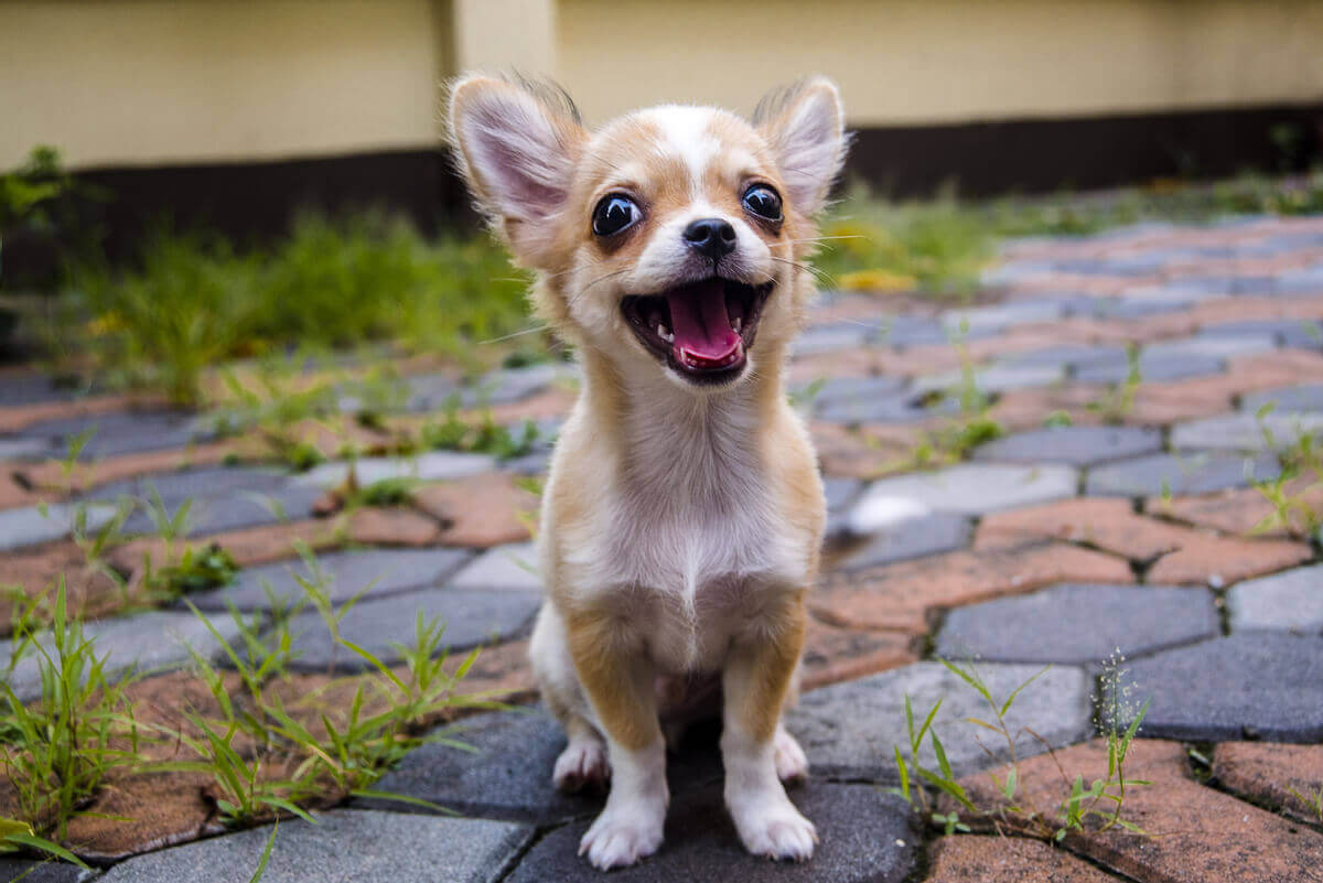 Chihuahua med munnen öppen i ett leende.