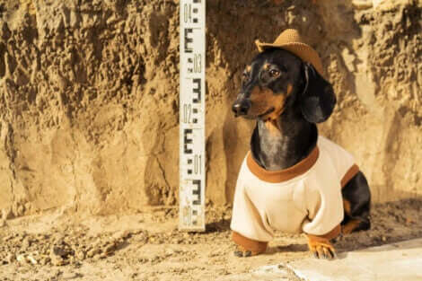 Hundens roll: En hund klädd i arkeologkläder.