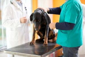 Leukemi hos hundar - orsaker och symptom