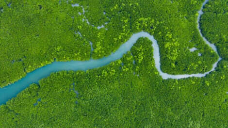 Ekologisk succession: Amazonfloden.