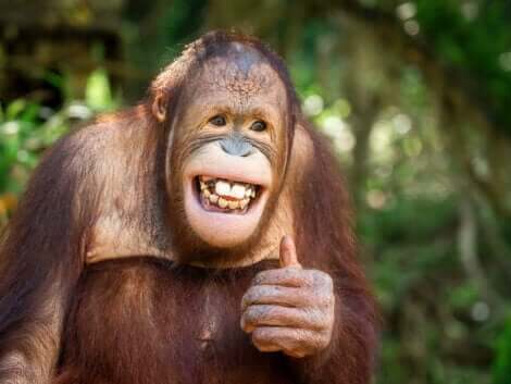 Har djur humor? En apa gör tummen upp.