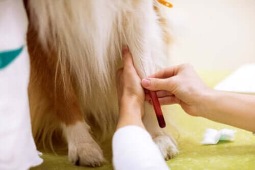 Veterinär tar blodprov från en hund.