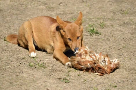 Vilda hunddjur: En dingo äter sitt byte.