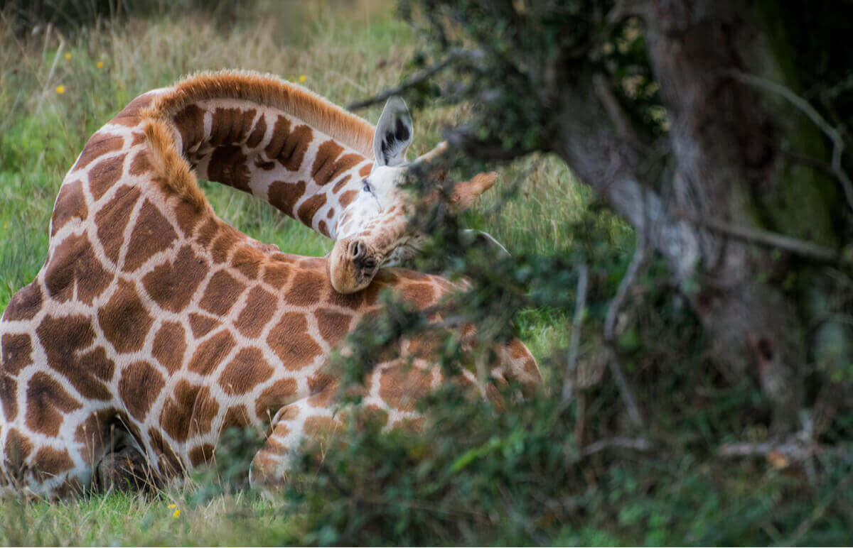 En giraff vilar på marken.