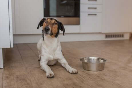 Adoptera en hund: En hund som väntar på mat.