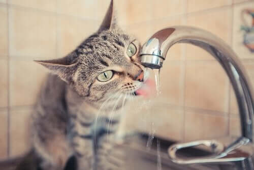 En katt dricker vatten ur kranen.