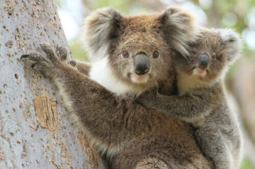 Koala i träd med bebis på ryggen.