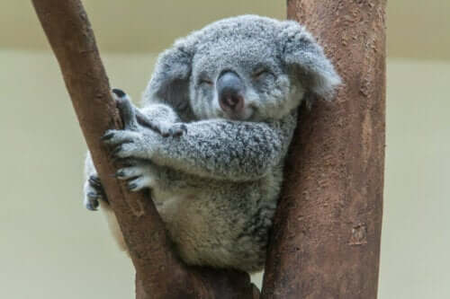 Koala sover i ett träd.
