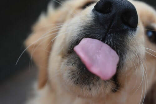 Närbild på en hund som sträcker ut tungan för kameran.