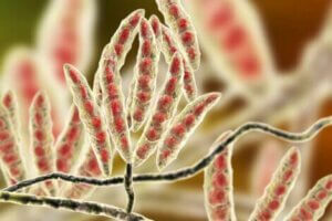 Mikroskopisk bild av mögelgifter