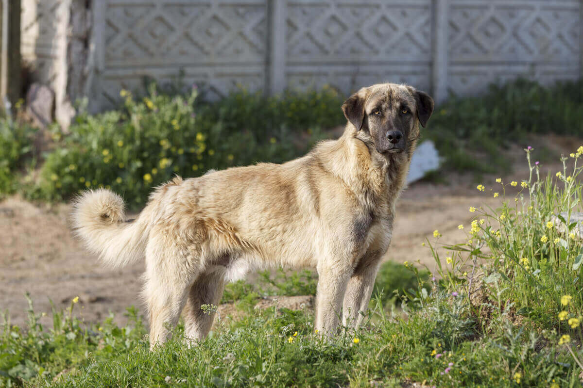 Anatolisk herdehund är på listan över bra vakthundar.