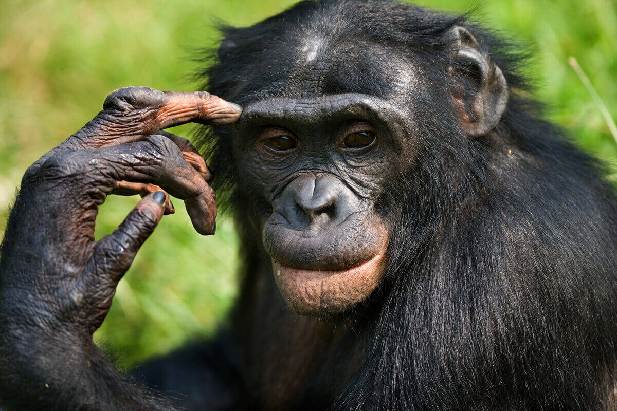 Bonobo ser ut att vara i djup tanke.