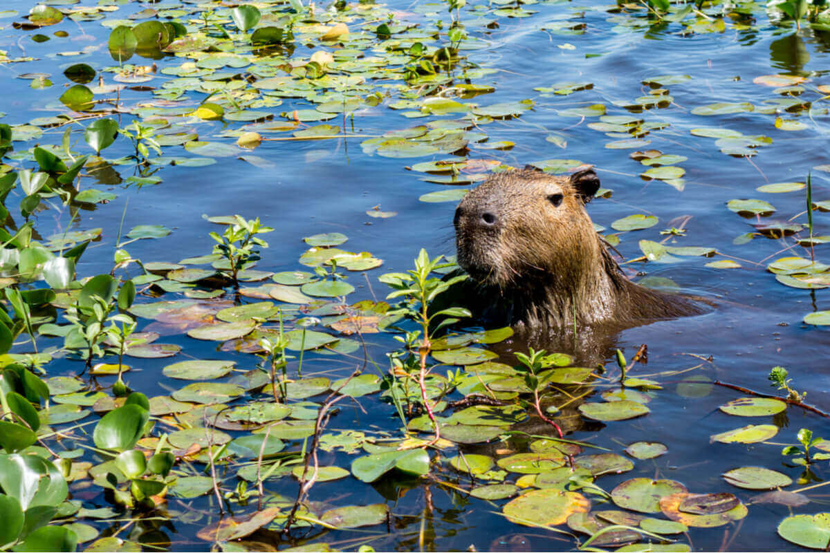 Capybara sticker upp sitt huvud ur vattnet.