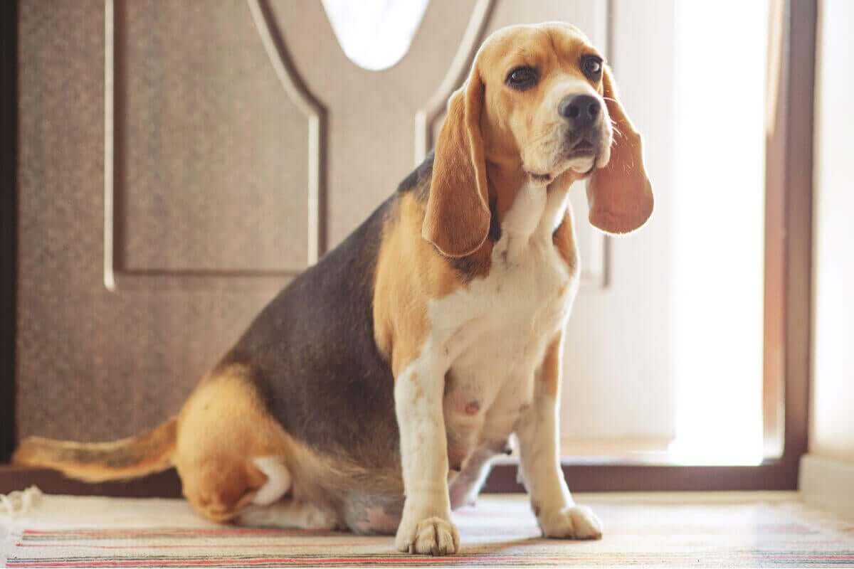 Dräktig beagle sitter framför dörren.