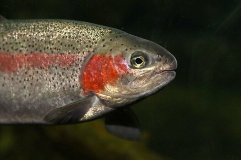 Fakta om regnbågsforellen: en mångfärgad laxfisk