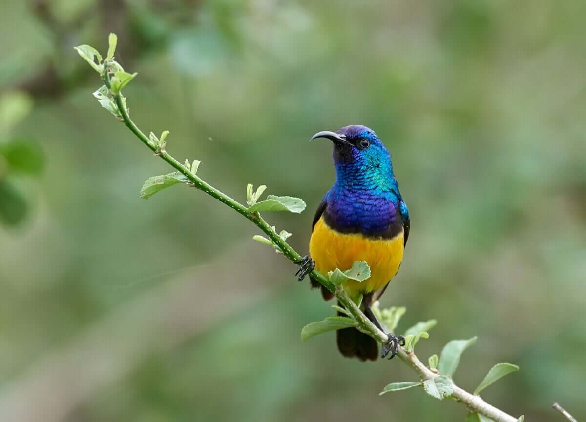 Färgglad fågel sitter på en gren.