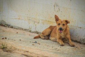 Gatuhund som vilar efter explosionen i Beirut