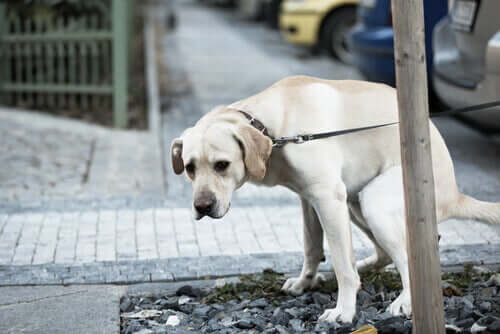 Matsmältningsproblem hos hundar: Behandling och förebyggande