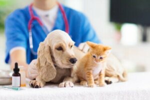 Hund och katt hos veterinären