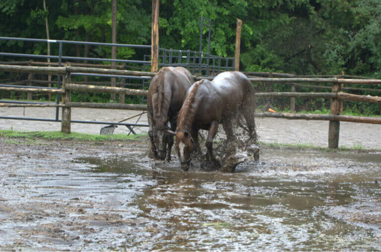 Hästar räddade från översvämning överraskade med föl