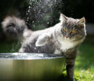 Katt vid vattenfontän