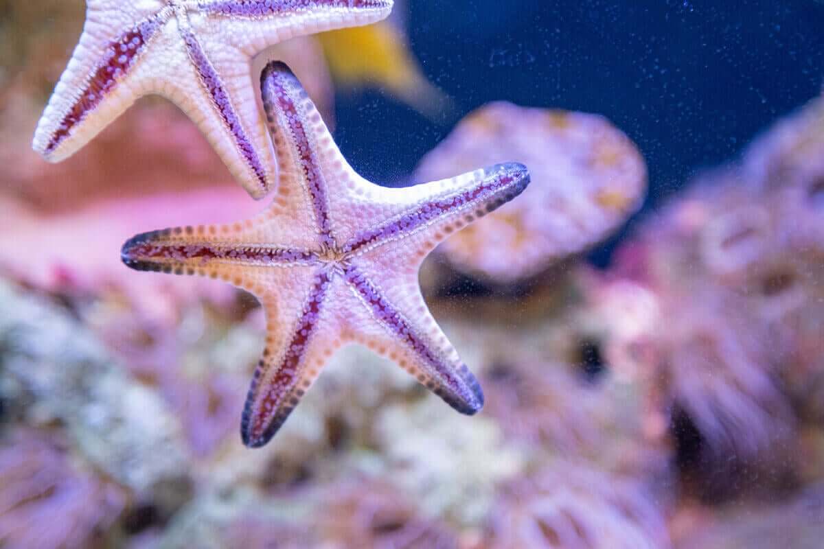 Vita sjöstjärnor på akvariumglas.