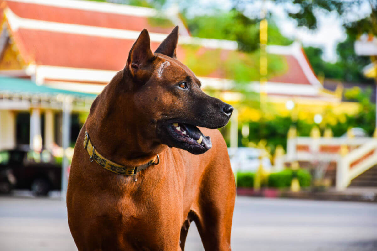 Thai ridgeback dog är på listan över bra vakthundar.