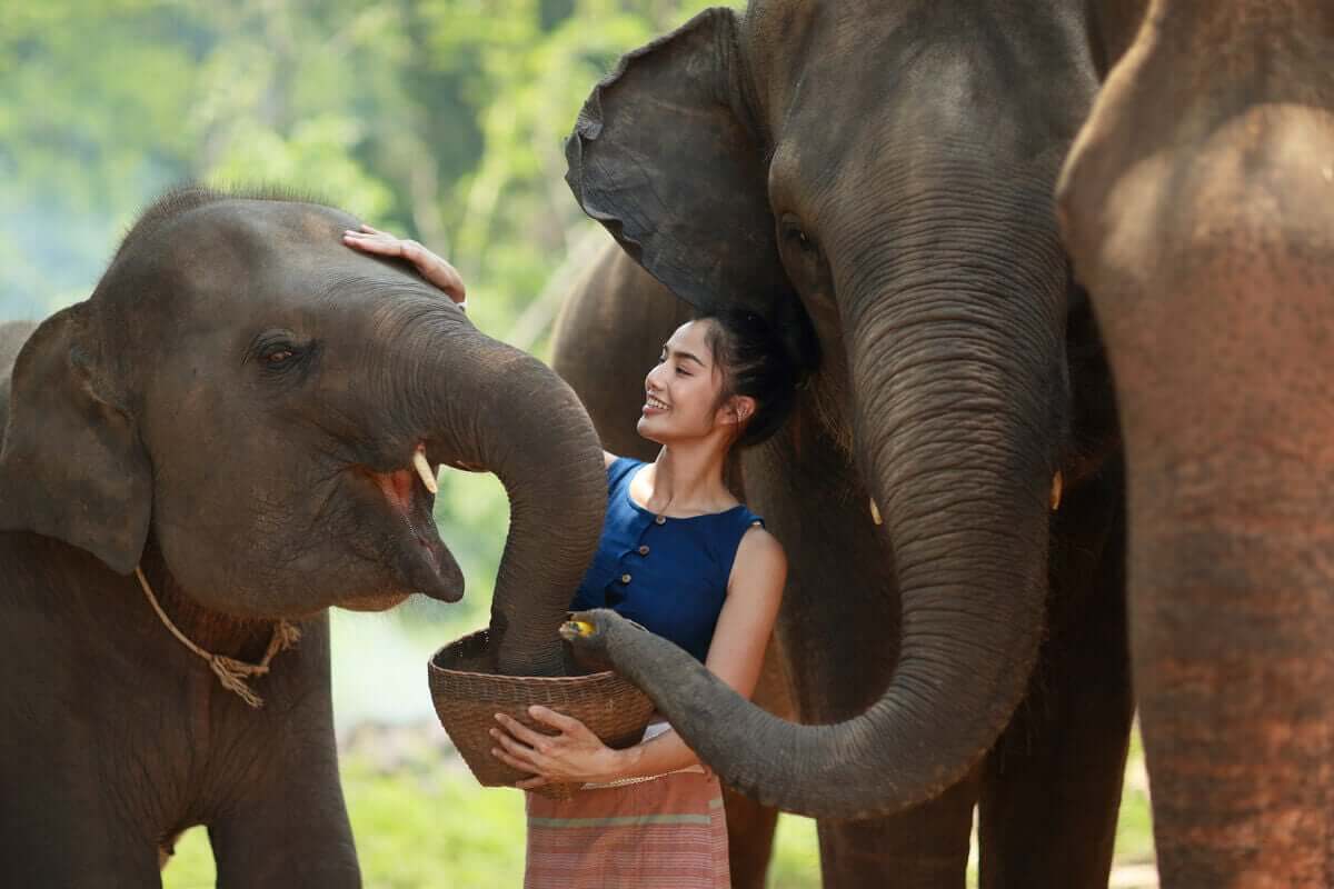 Kvinna matar elefanter ur en skål.