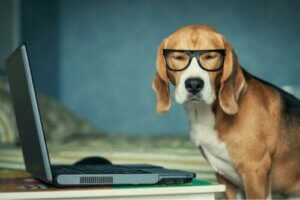 Hur vi ser djur: Hund med glasögon