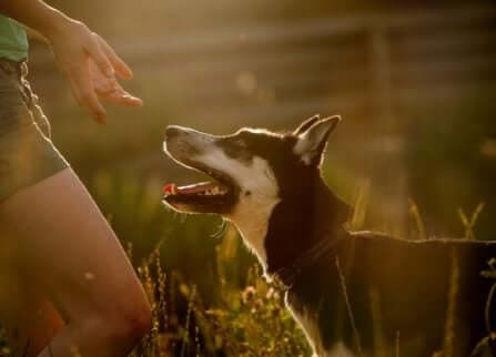 Hund som försöker bita: En hund skyddar sin ägare. 