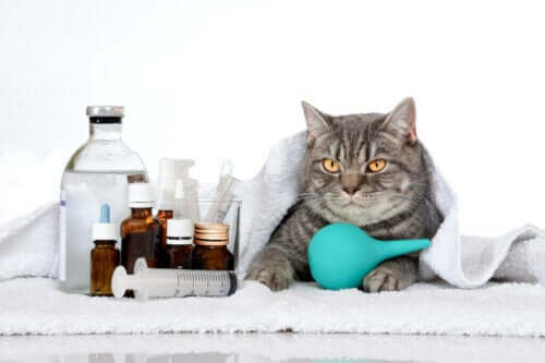 6 ärftliga sjukdomar hos katter