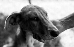 Tecken på att en hund är döende: Hund nära döden